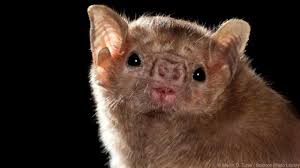 5 Amazing Animals That Start With The Letter V Animals Vampire Bat Animals Beginning With V