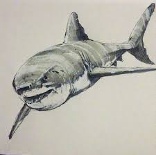 15 Lovely Shark Tattoo Designs For Women And Men Kopekbaliklari Kopek Baligi Hayvanlar