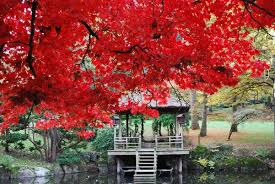Address, phone number, jardin japonais reviews: Le Plus Grand Jardin Japonais D Europe Pres De Nantes Bigcitylife