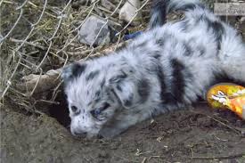The loving and little mini aussiedoodle brings the hypoallergenic properties of the miniature poodle together with the playful nature of the australian. Blue Merle Female Aussiedoodle Puppies Blue Merle