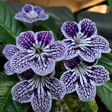 Image result for Streptocarpus erubescens