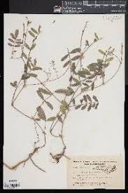 Image result for Tephrosia elata