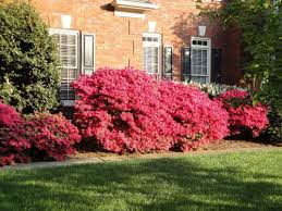 Image result for Azalea azaleas