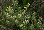 Image result for Lippia oatesii