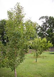 We did not find results for: Backyard Fruit Trees Fruit Bushes Guide In Honor Of Design