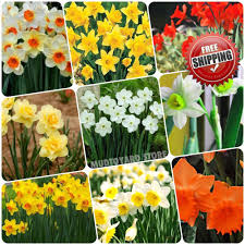 100pcs Daffodil Seeds Not Bulbs Narcissus Daffadowndilly Lent Lily Flower Seed Mtyfreeshipping Daffodilbulbs Daffodil Bulbs Lily Flower Seeds Flower Seeds
