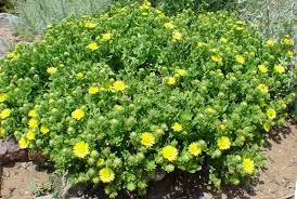 Drought resistant flowering plants northern california. Drought Tolerant Plants For California Bay Area Garden
