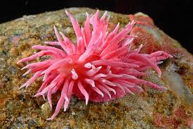 Image result for Rhinacanthus xerophilus