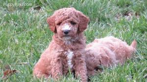 Look at pictures of goldendoodle puppies who need a home. Martin S Goldendoodles Home Facebook