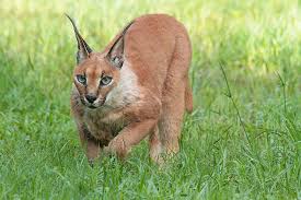 The cute caracals and their even more adorable kittens are well known for their long ears that have a black tuft on their back. Interesting Caracal Cat And Caracal Kitten Facts Big Cat Rescue