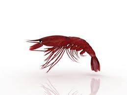 Lobster Free 3d Model 3d Model Animals Model