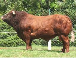 Pin By Nesim Avag On Usa 2 Cattle Breeds Bull Riders Beef Cattle Cattle Farming