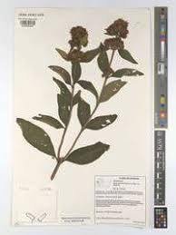 Image result for Lippia abyssinica