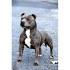 American Staffordshire Terrier Puppies For Sale