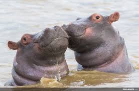 Hippopotame | Zoologiste.com