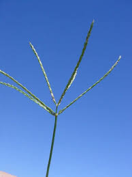 Image result for Digitaria procurrens