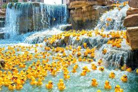 Rotary Club Going Quackers Again Cross Timbers Gazette Southern Denton County Flower Mound News