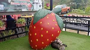 Mesilau highland, kundasang, ranau, sabah. Mesilou Highland Strawberry Farm Kundasang Sabah Youtube