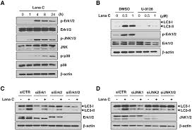 How to write into a file in php? Lanatoside C Suppressed Colorectal Cancer Cell Growth By Inducing Mitochondrial Dysfunction And Increased Radiation Sensitivity By Impairing Dna Damage Repair Oncotarget