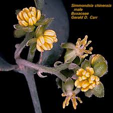 Image result for Buxaceae