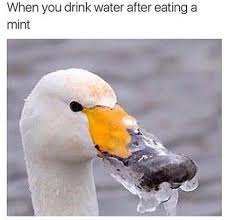 Swan Meme When You Drink Water After Eating A Mint Bones Funny Funny Memes Funny Pictures