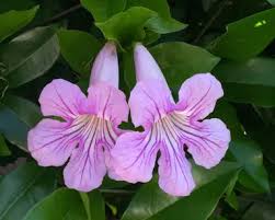 Image result for Bignonia callistegioides