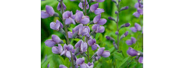 Image result for Indigofera simplicifolia