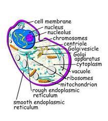 Anatomynote.com found plant cell diagram label from plenty of anatomical pictures on the internet. Pin On 100 Day Ideas