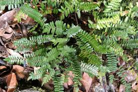 Image result for Pellaea