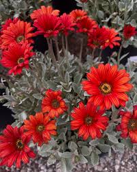 Image result for Artabotrys stolzii