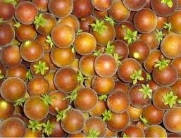 Image result for Dovyalis xanthocarpa