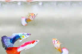 How To Feed Guppies While On Vacation Waterworld Craze Pet Fish Guppy Fish Care