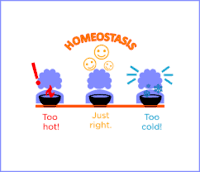 Termometer untuk mengukur suhu badan. Kawal Atur Suhu Badan Tingkatan 1 Science Quizizz