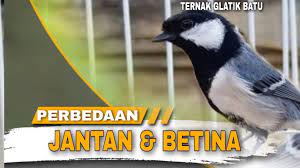 Perbedaan Glatik Jantan Dan Betina Ternak Glatik Youtube