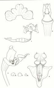 Image result for Gastrodia rwandensis