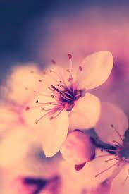 Pin By Cookiemonster S Bff On Cute Awesome Amazing Wallpapers For Ipod And Iphone
