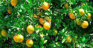 Hoy Tamaulipas Desplome Del Precio De La Naranja Pega A Citricultores De Tamaulipas