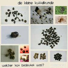 Urin Und Kottelkunde Kaninchenhaltung Kaninchen Leckereien Kaninchen