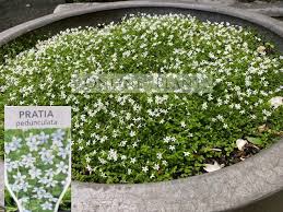 Image result for Nicolasia pedunculata