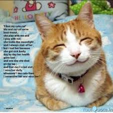 Close to your heart and there for support. I Lost My Cute Cat Me A Quotes Writings By Munavvar Vadaliwala Yourquote
