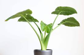 It reaches a height of about 1 foot at maturity, making it one of the smallest alocasia. Elefantenohr Alocasia Pflege Anleitung Gelbe Blatter Was Tun