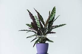 How to repot a cactus like a pro? Calathea Lancifolia Indoor Care For Rattlesnake Plant