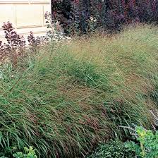 Image result for Panicum trichocladum