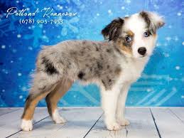 We are breeders of beautiful toy and miniature australian shepherd puppies. Have You Ever Thought About Adding A Miniature Australian Shepherd To Your Family Petland Kennesaw