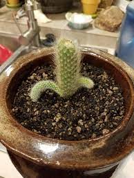 The block update will cause the sugarcane to. How Fast Do Monkey Tail Grow I Just Received This Today And It Is About 3 Inches Long Cactus