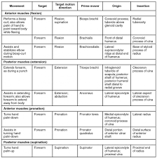 Muscle Origin Insertion Action Extrinsic Eye Muscles Origin