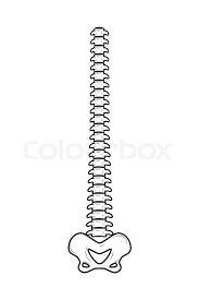 Let's create a simple view: Backbone Isolated Spine And Pelvis Stock Vector Colourbox