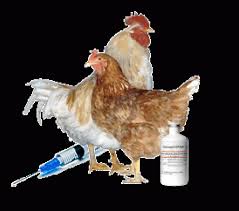 Improving the spray application of vaccines in poultry farming is easy with the data and traceability provided by smart vaccination. Vaccination Quality Control Vaccination Poultry