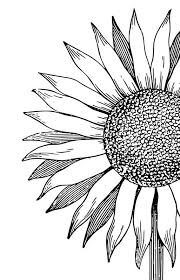 Sunflower Line Art Drawings Sunflower Drawing Drawings