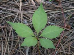 It is often mistaken for poison oak, an i find it hard to characterize the chemical burn type rash associated with exposure to virginia creeper as mild. Virginia Creeper Dermatitis Skin Rash Walter Reeves The Georgia Gardener